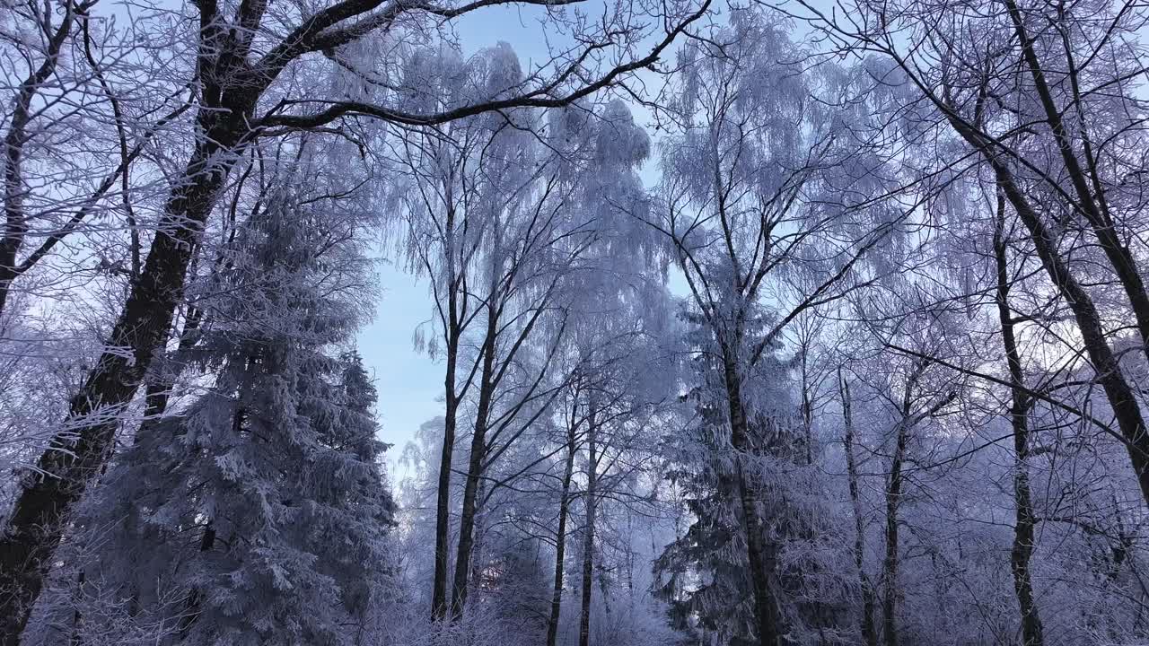 A view advancing through a forest with tree canopies covered in a white blanket of snow, creating a magical winter scene.