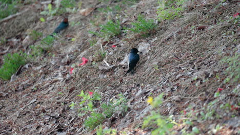 Barn-Swallows-Gathering-Thing-Long-Dry-Switches-in-a-Beak-For-Nest-Building-and-Fly-Away