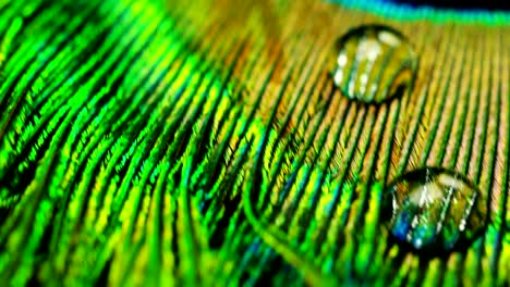 close up or macro of a colorful peacock feather with a drop resting on. the peacock feather full of colors and textures is elegant and decorated.