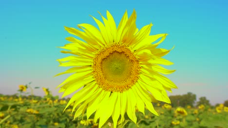abeja recogiendo polen de girasol en el campo. campo de girasoles. girasol balanceándose en el viento.