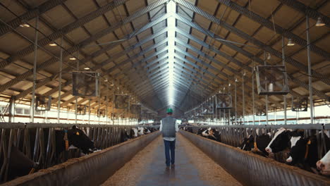 livestock supervisor walk dairy farm facility. holstein cows eating in feedlots