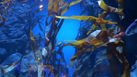 seaweed aquarium with fish