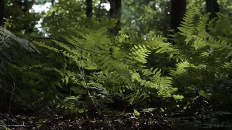 Bracken-leaves-in-English-forest-medium-panning-shot