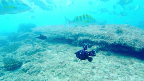 Schwarzer-Perlhühner-Kugelfisch-Und-Schule-Von-Greybar-Grunzfischen,-Die-Unter-Dem-Tiefblauen-Meer-In-Baja-California,-Mexiko-Schwimmen