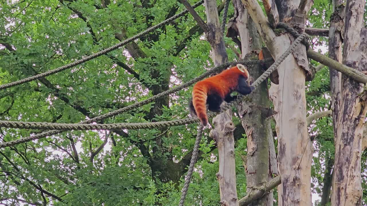 Red Panda Climbing a Rope in a Tree