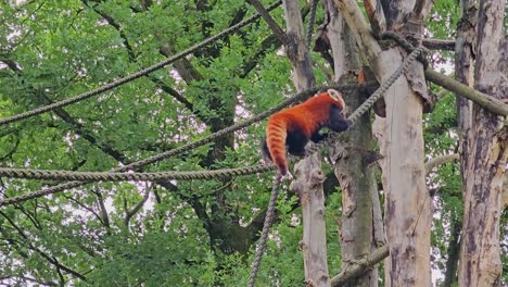 Red Panda Climbing a Rope in a Tree
