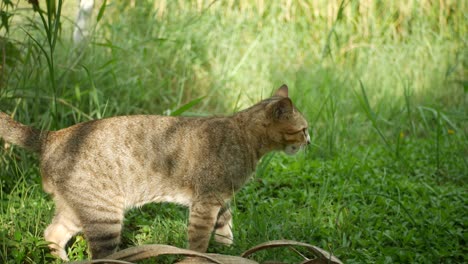 cat lick its body and walk away