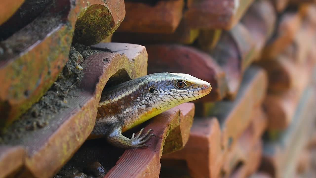 Skink lizard in a tropical country