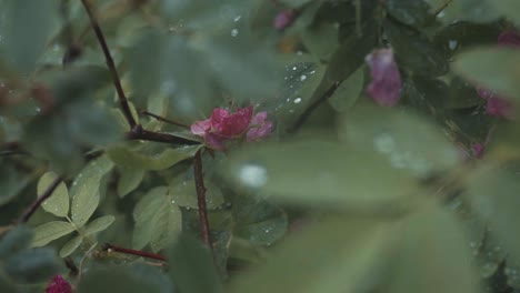 pink flowers in a rainy garden
