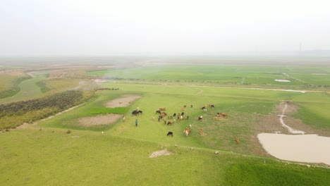 Herd-of-Cows-grazing-happily-in-flat-grassland-on-a-foggy-morning,-aerial-rising