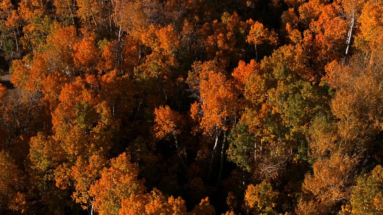 October Fall autumn yellow Aspen Trees Forest Lake Crowley Mammoth Lakes Mountain California aerial drone morning blue sky Bishop Toms Place Sierra Mountains Whitmore Hilltop Hotsprings upwards motion