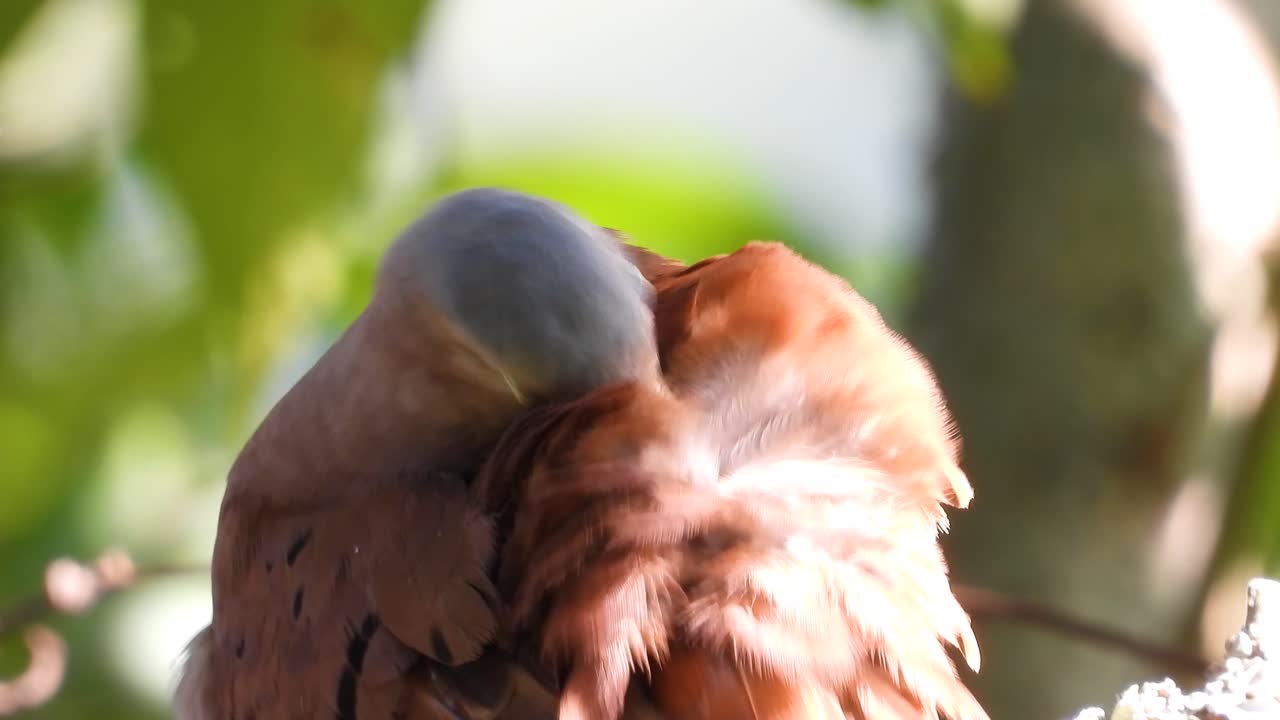 paloma de tierra roja y rojiza limpiando sus plumas rodeada de exuberante follaje verde, primer plano