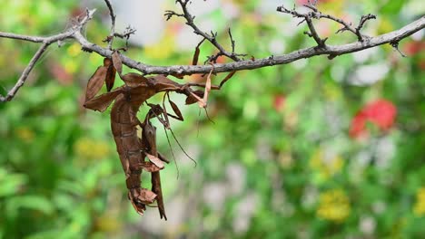 Giant-Prickly-Stick-Insect,-Extatosoma-tiaratum,-barely-moving-while-mating-as-they-hang-under-a-twig-during-a-lovely-sunny-day,-plants-and-flowers-at-the-background