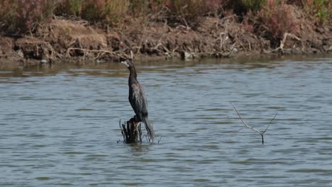 Ver-Encima-De-Un-Tronco-Mirando-Hacia-La-Izquierda-Mientras-Mira-A-Su-Alrededor,-Pequeño-Cormorán-Microcarbo-Niger,-Tailandia