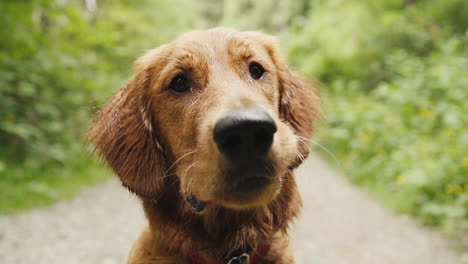 Golden-Retriever-Welpe-Nahaufnahme-Lippen-Lecken