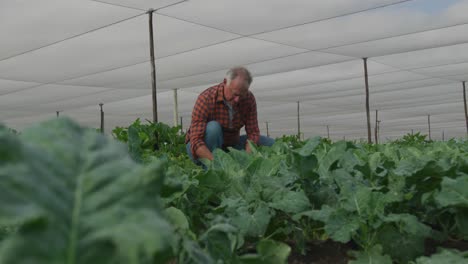 mature man working on farm