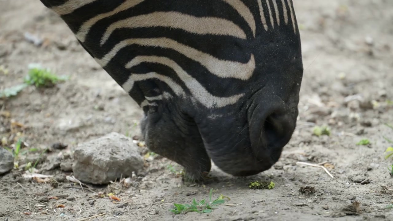 Riprese dettagliate in primo piano del naso e della bocca di una zebra mentre pascola a terra.