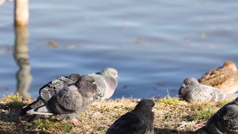 group of pigeons interacting near a lake