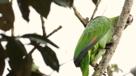 one northern mealy amazon or northern mealy parrot perched on twig in rainforest - close-up