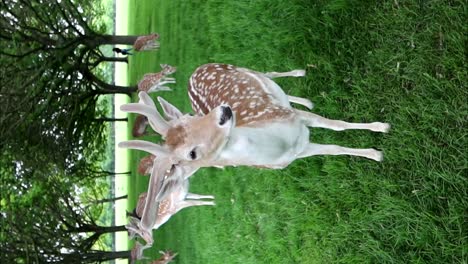 cute wild deer with velvety antlers in phoenix park, dublin