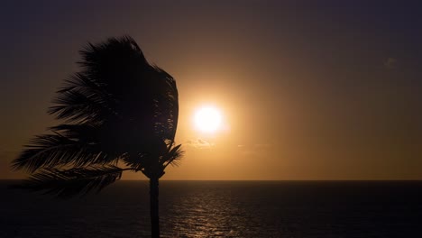 Hawaii-Palmera-Atardecer-Océano-Cámara-Lenta