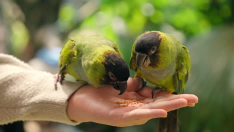 Un-Par-De-Periquitos-Nanday-Picotean-Comida-De-La-Palma-De-Una-Mujer-En-El-Zoológico-En-Cámara-Lenta---Primer-Plano