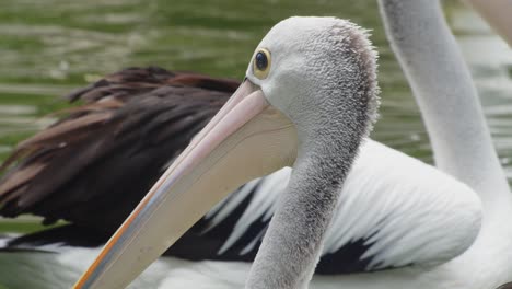 head and beak of australian pelican, close up