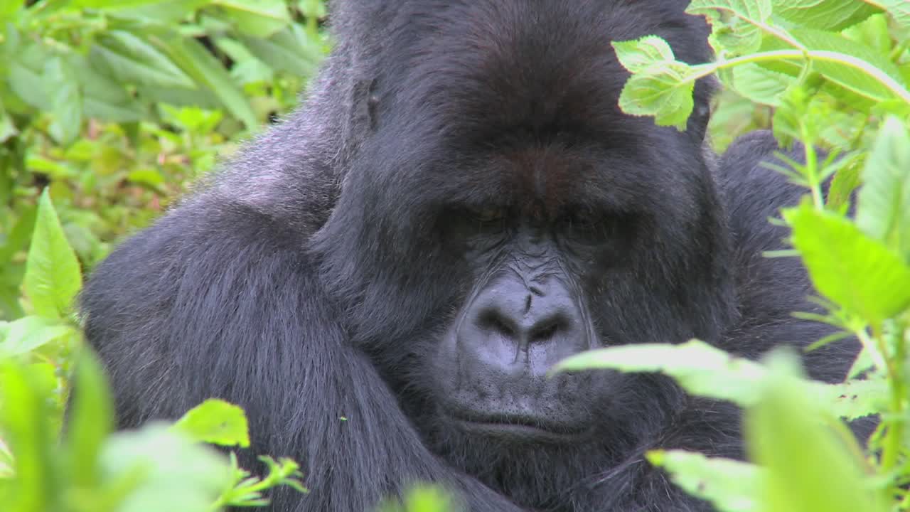 un gorila de montaña se sienta en la vegetación de la jungla en un volcán en ruanda 3