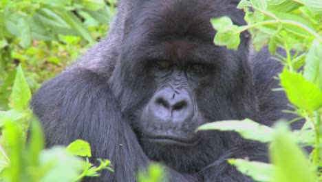 un gorila de montaña se sienta en la vegetación de la jungla en un volcán en ruanda 3
