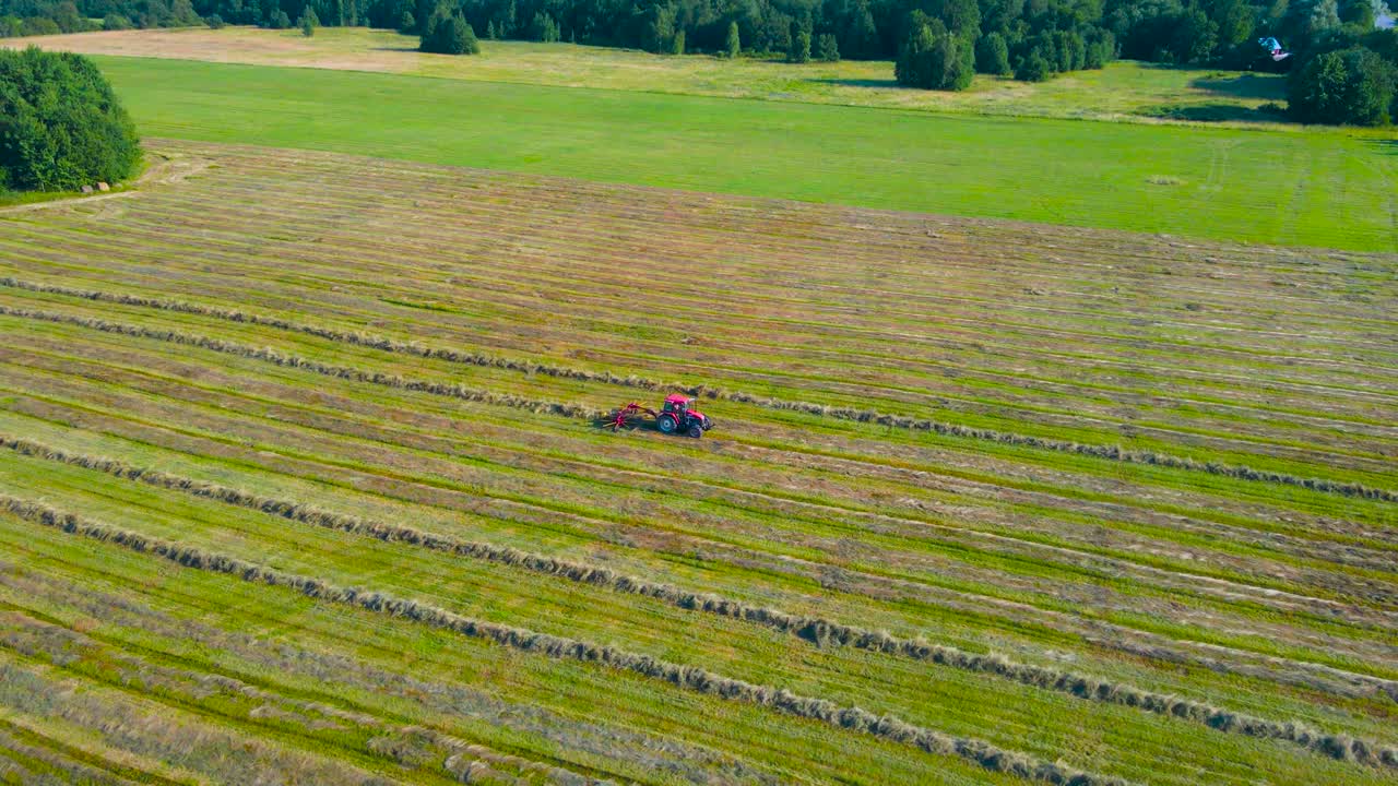 Aerial drone footage showing a red tractor that is collecting freshly cut and mowed silage wheat hay with rotating paddles behind the machine in a line of pile during a sunny day on a farm field