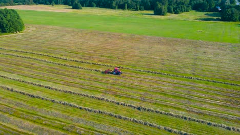 aerial drone footage showing a red tractor that is collecting freshly cut and mowed silage wheat hay with rotating paddles behind the machine in a line of pile during a sunny day on a farm field