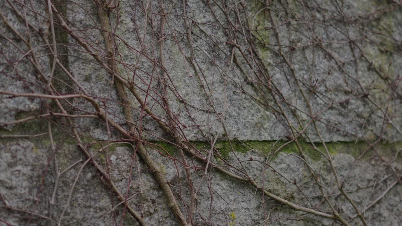 Primo piano di uno stelo di edera secca che si arrampica su un muro di pietra con muschio nelle fessure