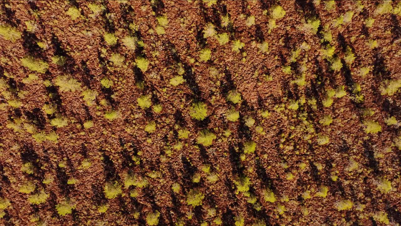 Swirling drone shot reveals scattered bog trees with shadows in early sunlight