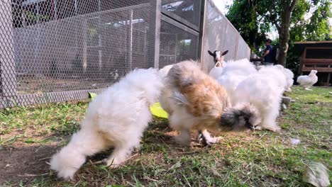 puppies playing and tumbling in a grassy yard.