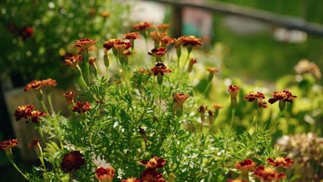 abeja en flor en un hermoso y cálido día de verano
