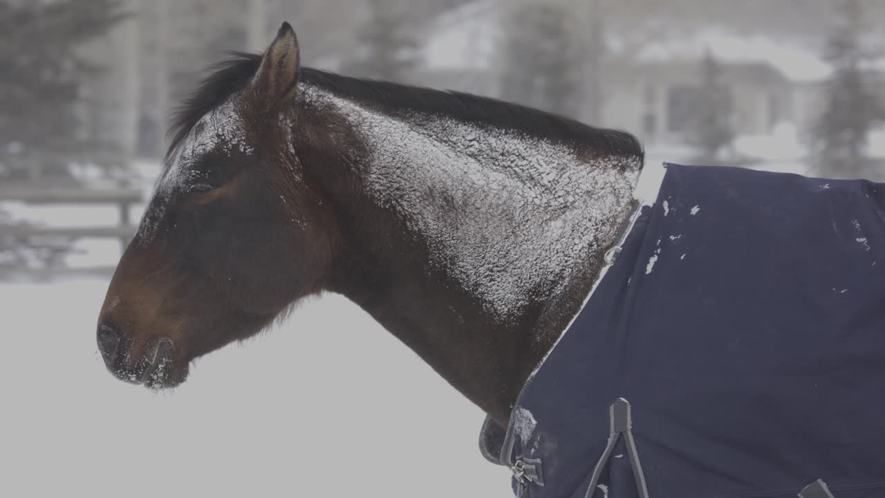 caballo parado en una ventisca con una chaqueta de abrigo