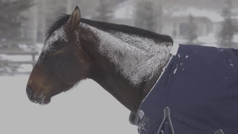 Horse-Standing-in-a-Blizzard-with-a-Coat-Jacket