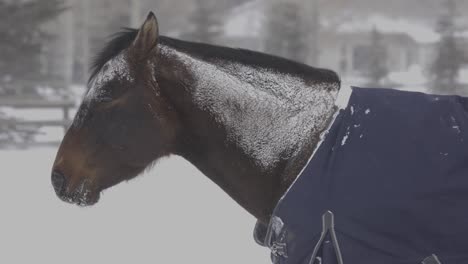 horse standing in a blizzard with a coat jacket