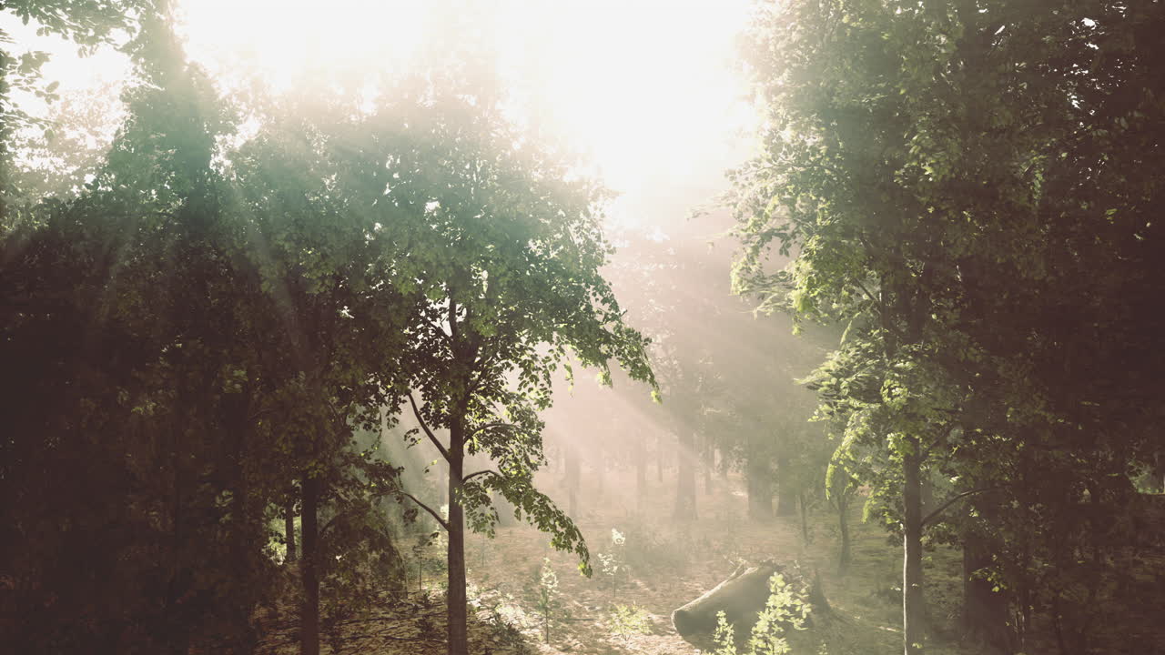 Sunlight dances through the trees in a serene forest during early morning hours