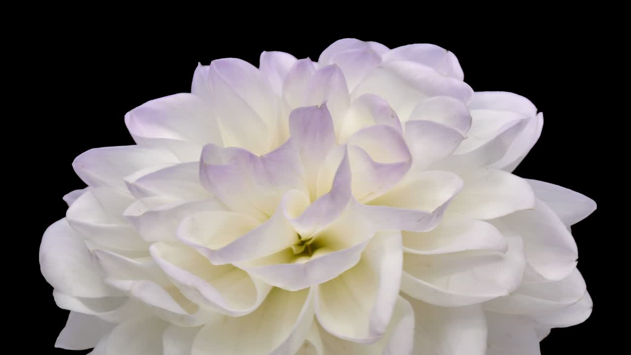 알파 채널과 함께 회전하는 색-은색 다리아 꽃, 4k 원활한 루프