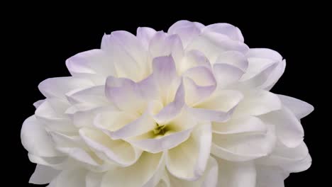 flor de dahlia rotación blanco-roja con canal alfa, bucle sin costuras de 4k