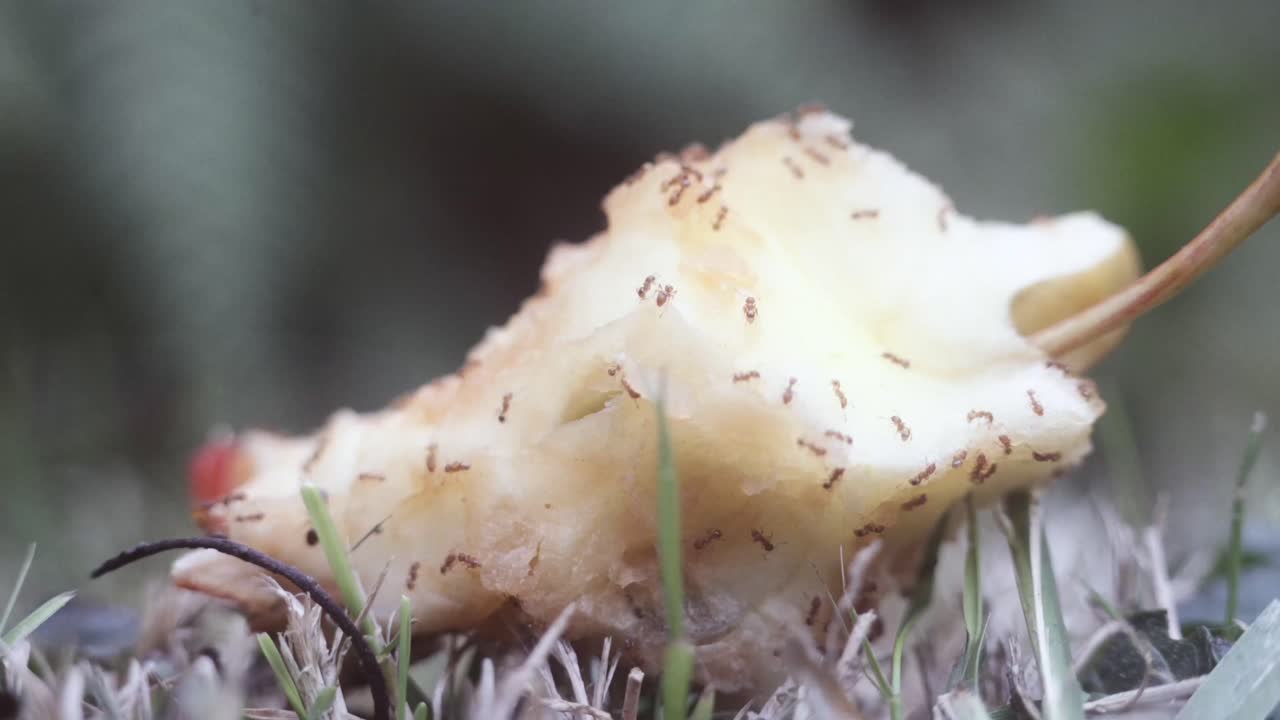 ant eating apple close up