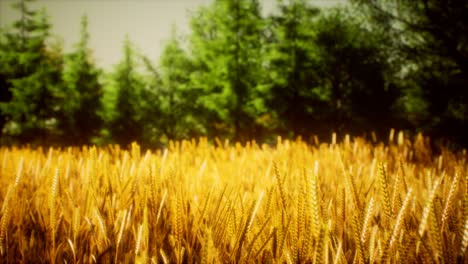 escena de puesta o salida del sol en el campo con centeno joven o trigo en el verano
