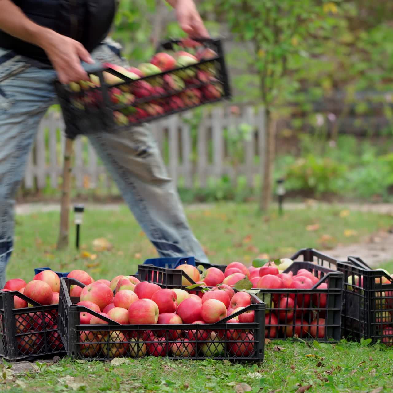 Stack of drawers with apples. Man taking off apple boxes full of fresh fruits in the garden. Organic apples in drawers in autumn time.