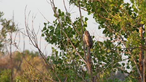 Great-Horned-Owl-perching-on-a-tree-branch-in-a-sleepy-mood