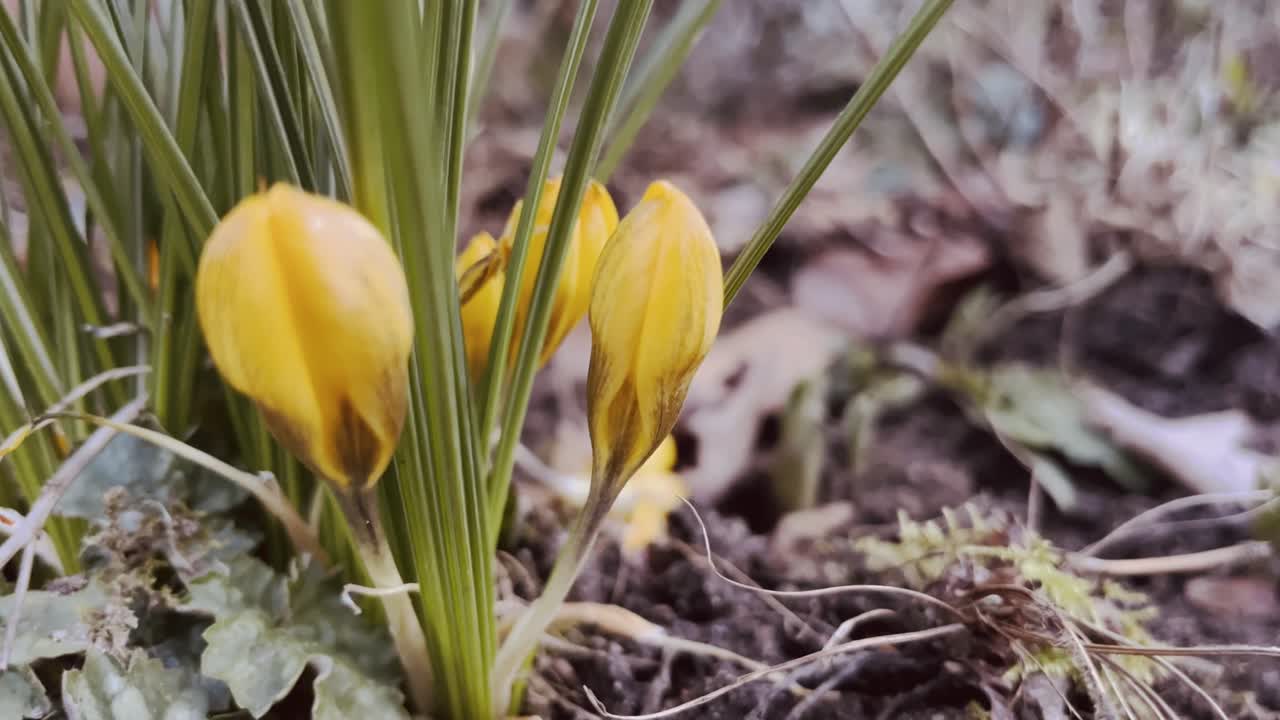 primer plano de una flor amarilla con capullos cerrados saliendo del suelo en primavera