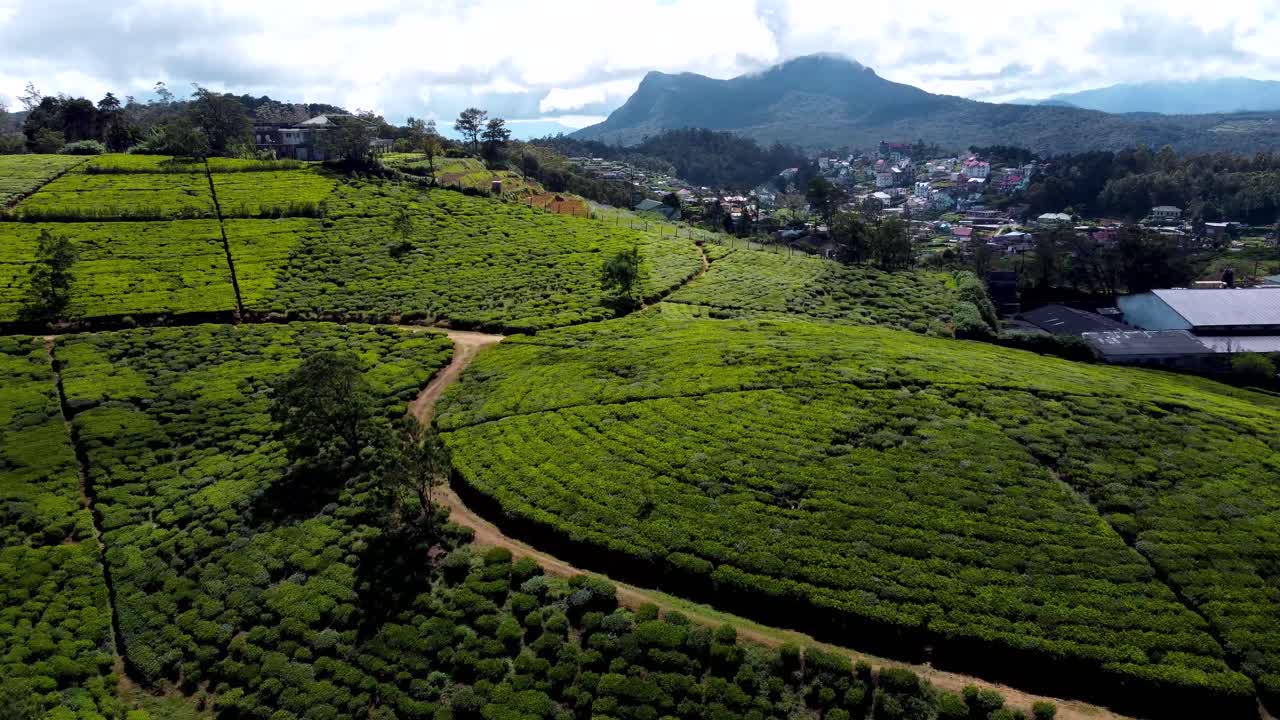 Veduta panoramica di campi verdi di tè biologico che cresce su una vasta area nella Nuwara Eliya rurale, Sri Lanka.