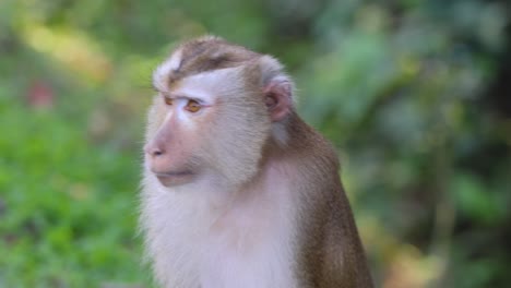 various facial expressions and poses of a monkey