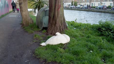 Reveal-shot-of-a-homeless-person-behind-a-tree-in-a-tent-in-Dublin-Ireland-with-a-swan-sharing-the-grass