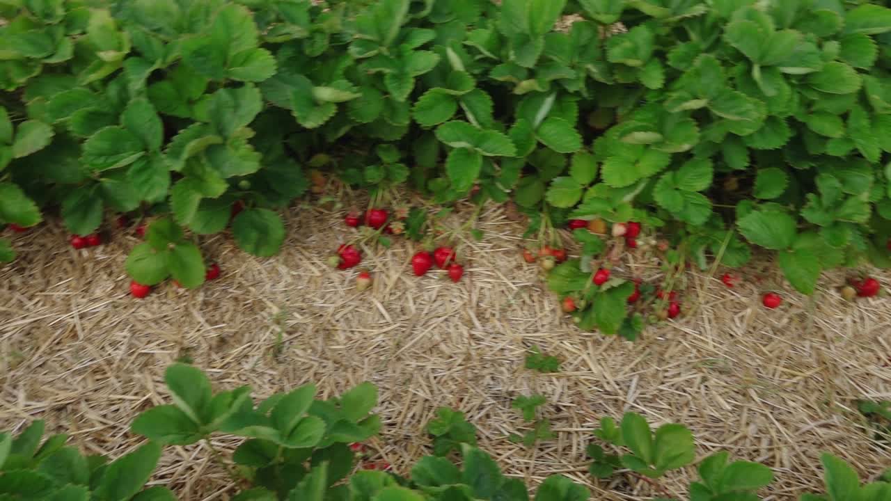 딸기  ⁇   ⁇ 매트